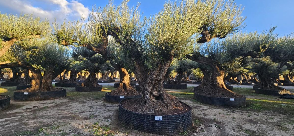 OL EU 617 Olea Europaea Millenary Massive - Netting