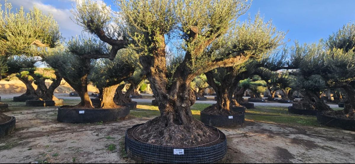 OL EU 606 Olea Europaea Millenary Massive - Netting