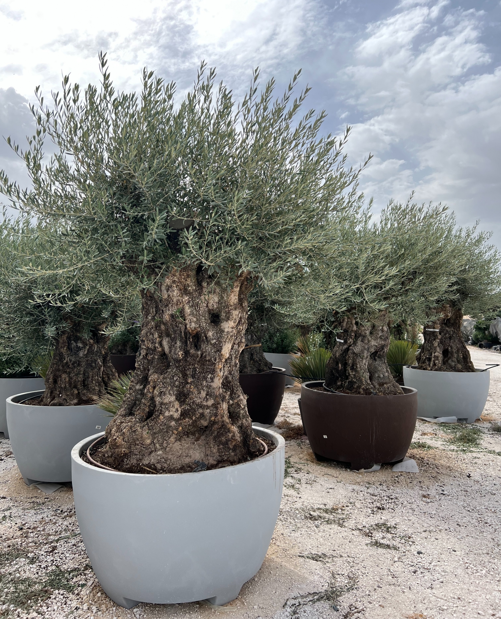 M - OL EU 28 Olea Europaea Bonsai - 160/200 - 600 L Premium pot