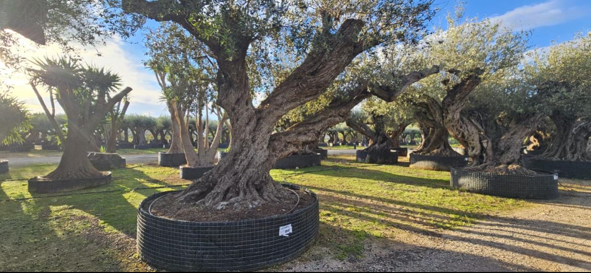 OL EU 547 Olea Europaea Millenary Massive - Netting