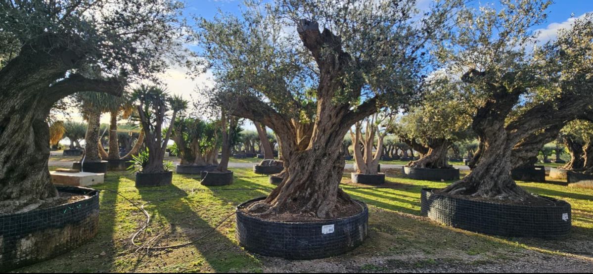 OL EU 542 Olea Europaea Millenary Massive - Netting