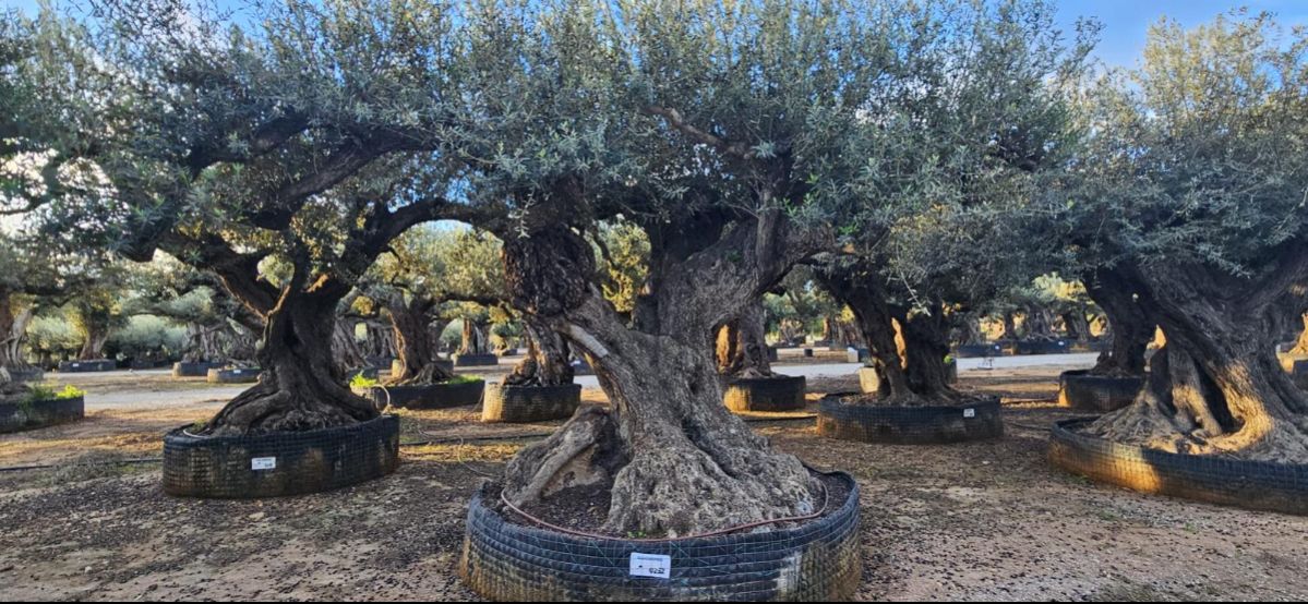 OL EU 252 Olea Europaea Millenary Massive - Netting