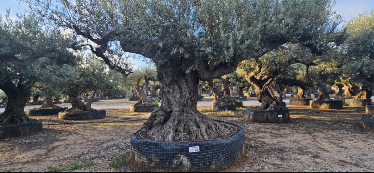 OL EU 251 Olea Europaea Millenary Massive - Netting