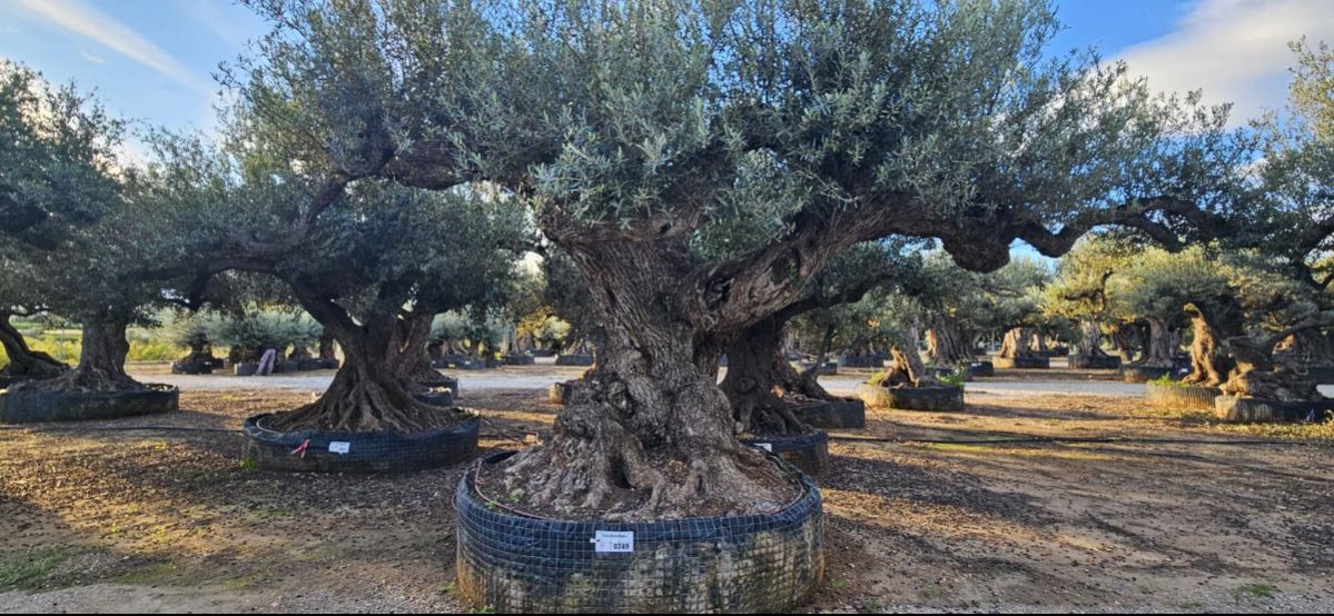 OL EU 249 Olea Europaea Millenary Massive - Netting