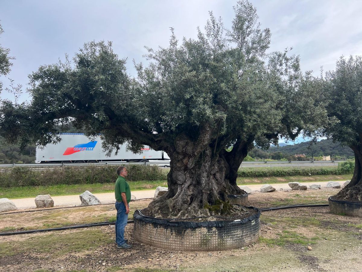 N - OL EU 28 Olea Europaea Millenary Massive - Netting