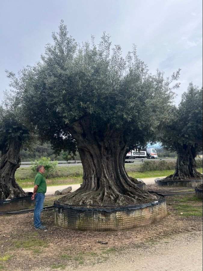 M - OL EU 25 Olea Europaea Millenary Massive - Netting