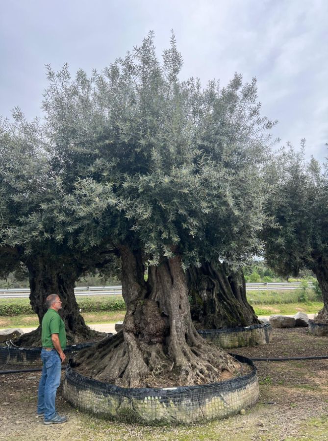 L - OL EU 33 Olea Europaea Millenary Massive - Netting