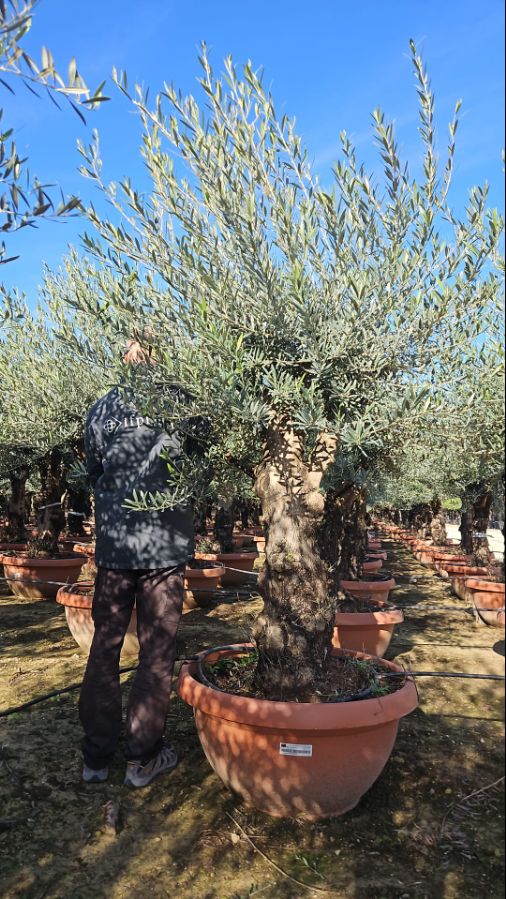 B - OL EU 160 Olea Europaea Branched - 160L Deco pot 