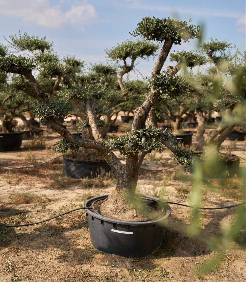 H - OL EU Olea Europaea Pom Pom Old Skin - 285L