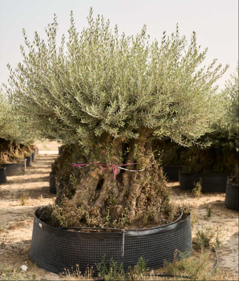 T - OL EU 26 Olea Europaea Bonsai - 350/375 - Netting