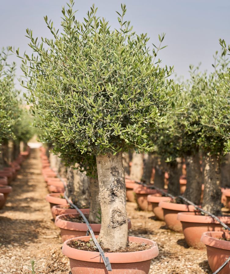 D - OL EU Olea Europaea Young Trunk - 42L Deco pot