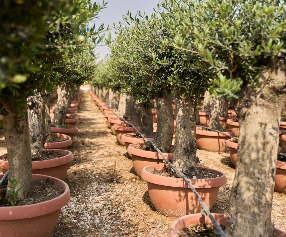 D - OL EU Olea Europaea Young Trunk - 42L Deco pot
