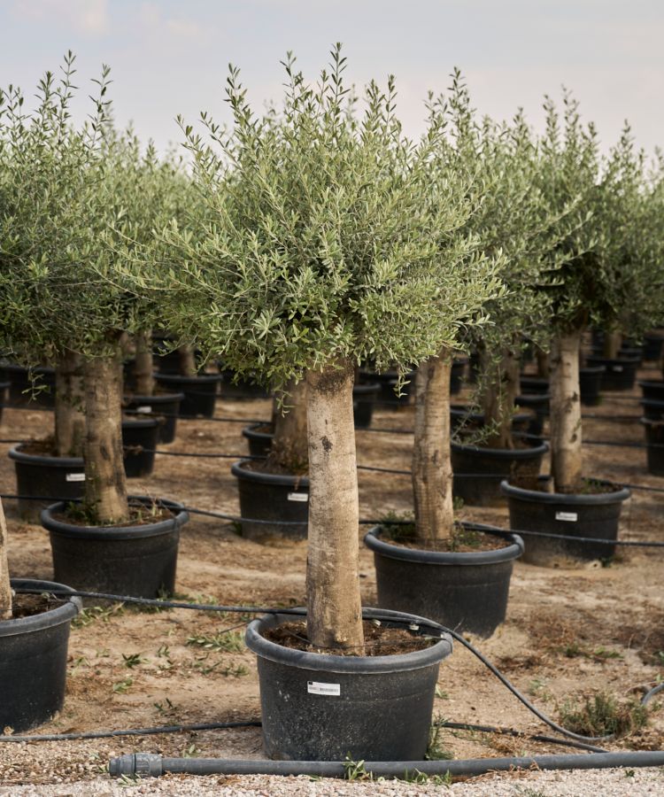 E - OL EU Olea Europaea Young Trunk - 40/60 -100L
