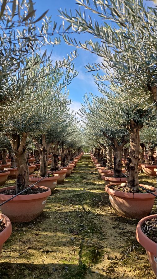 F -  OL EU Olea Europaea Young Trunk - 90L Deco pot