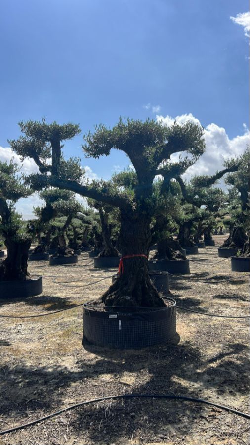 K - OL EU Olea Europaea Pom Pom Lechin - 120/150 - Netting