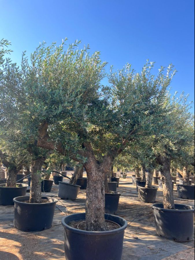 E - OL EU 31 - Olea Europaea Branched - Old Skin - 80/100 - 230L