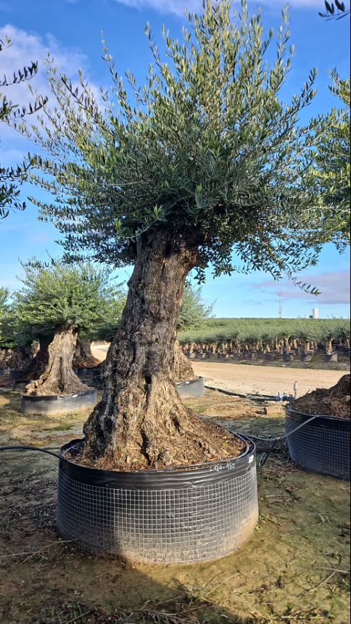 A - OL EU Olea Europaea Lechin - 120/150 - Netting
