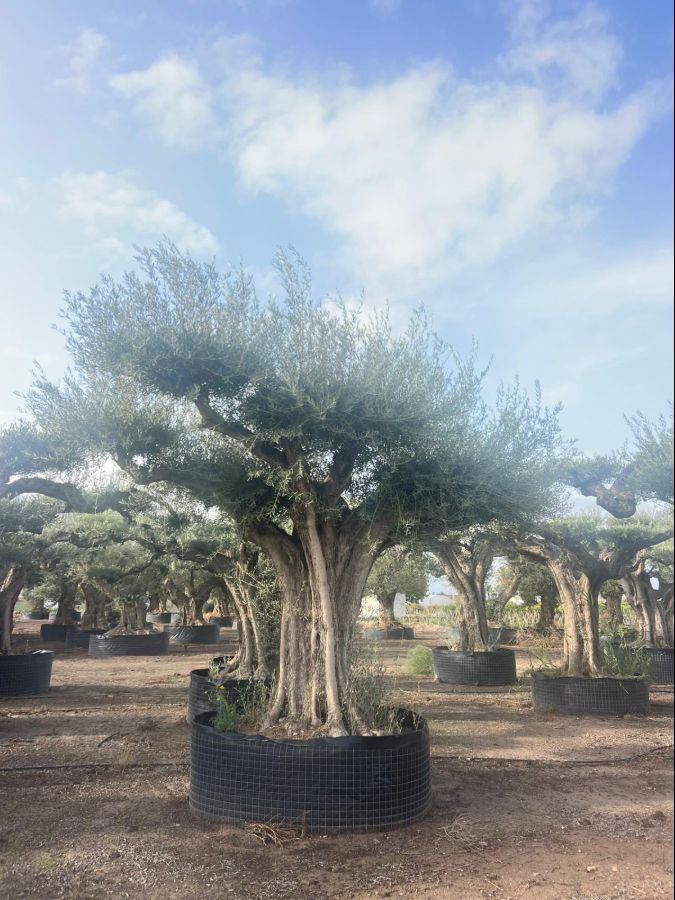 C - OL EU Olea Europaea Rustic Trunk - Netting