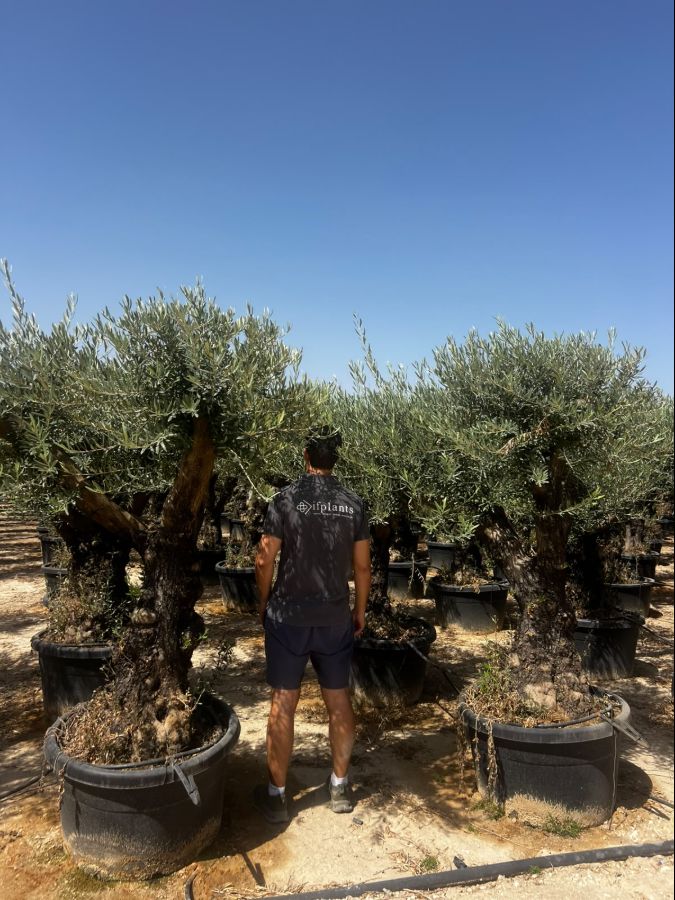 Olea europaea Hojiblanca 170L