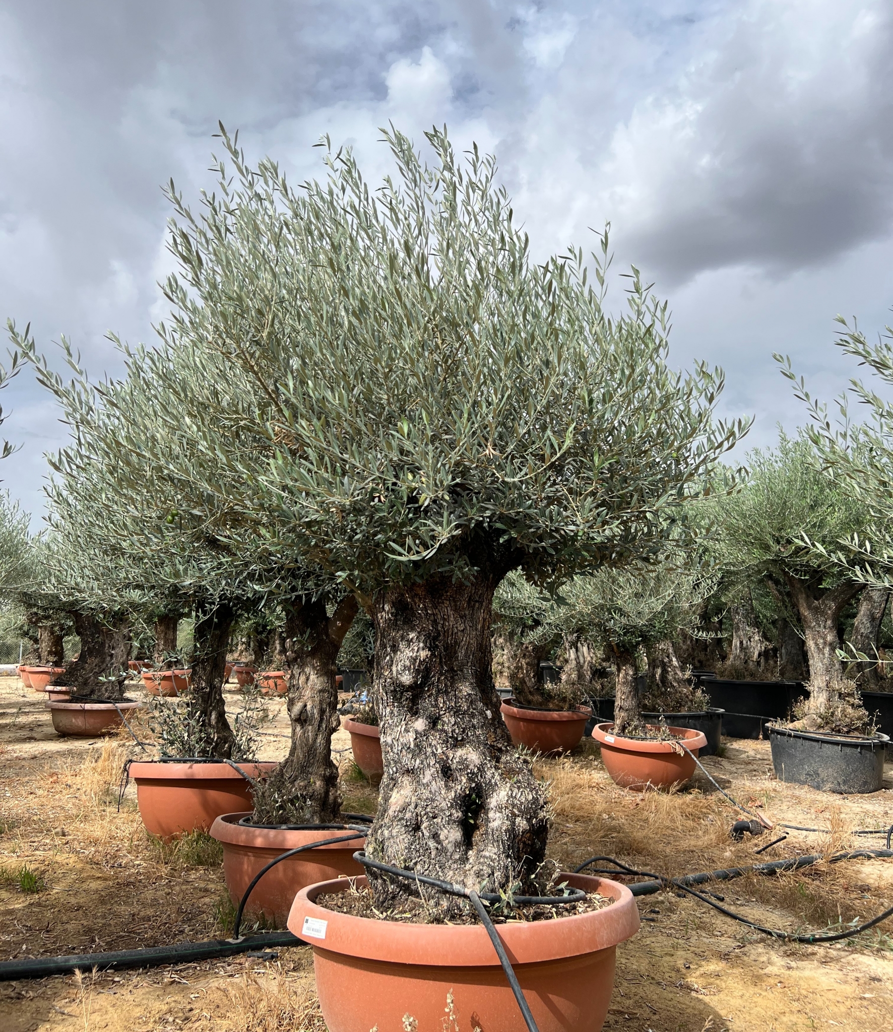 F - OL EU Olea Europaea Bonsai - 100/140 - 160L Deco pot