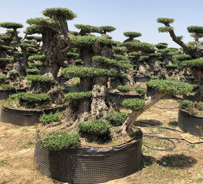 M - OL EU Olea Europaea Pom Pom Lechin - 200/250 - Netting