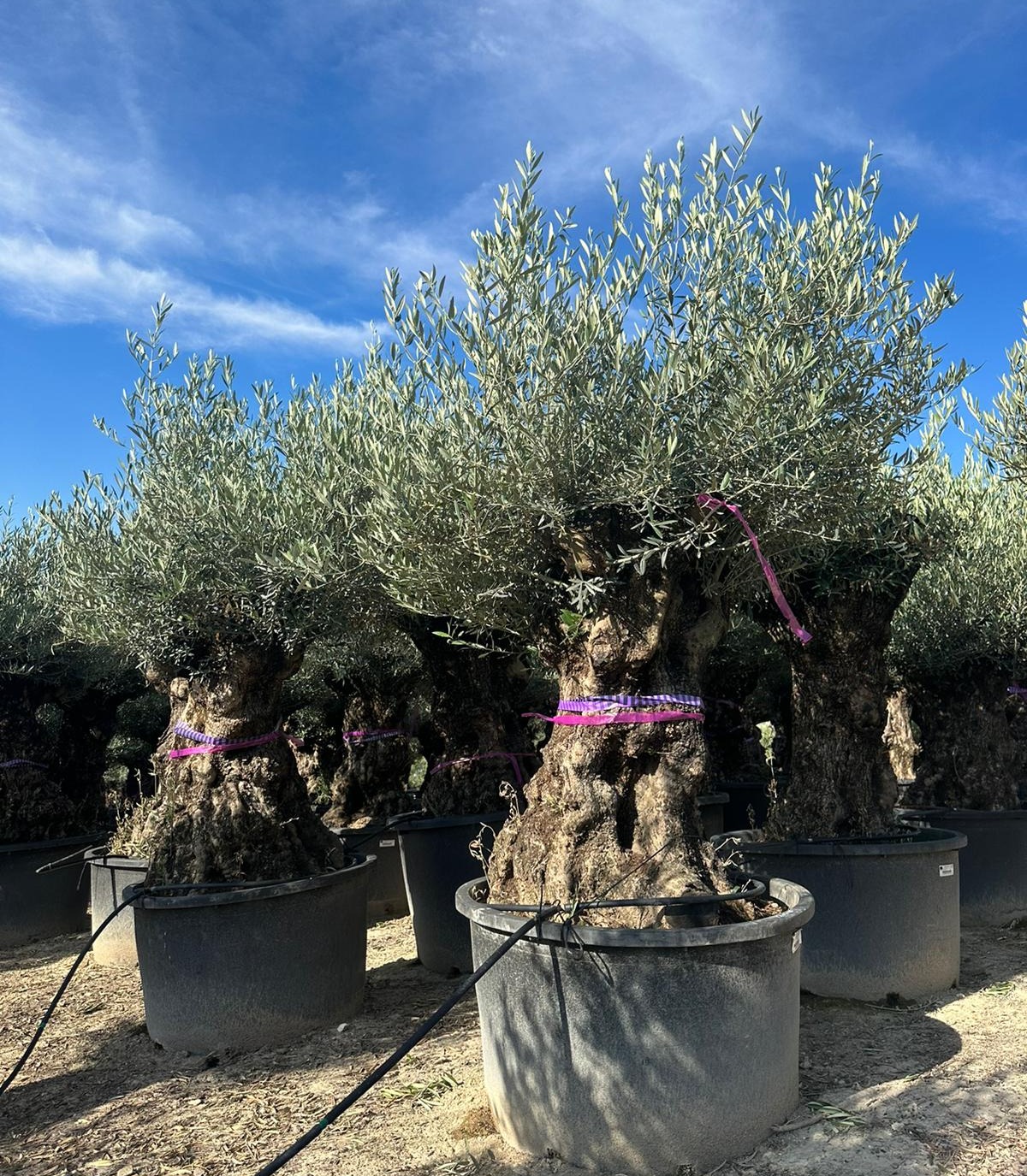 F - OL EU Olea Europaea Bonsai - 120/140 - 285L