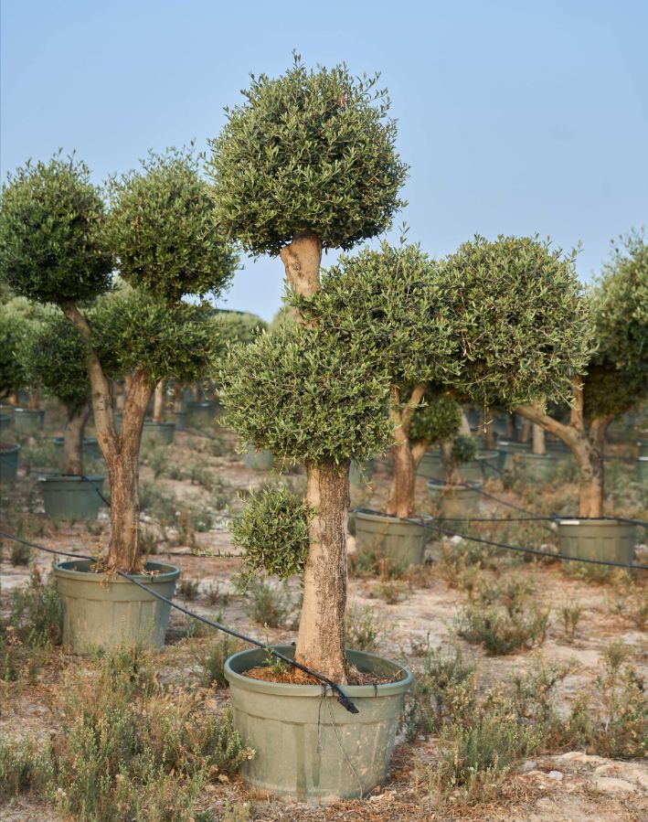 E - OL EU Olea Europaea Pom Pom - 150L Green pot