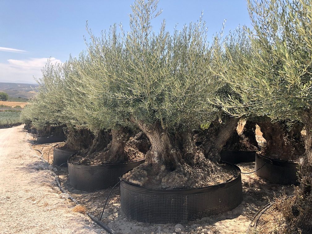 D - OL EU Olea Europaea Big Triple Bonsai - Netting