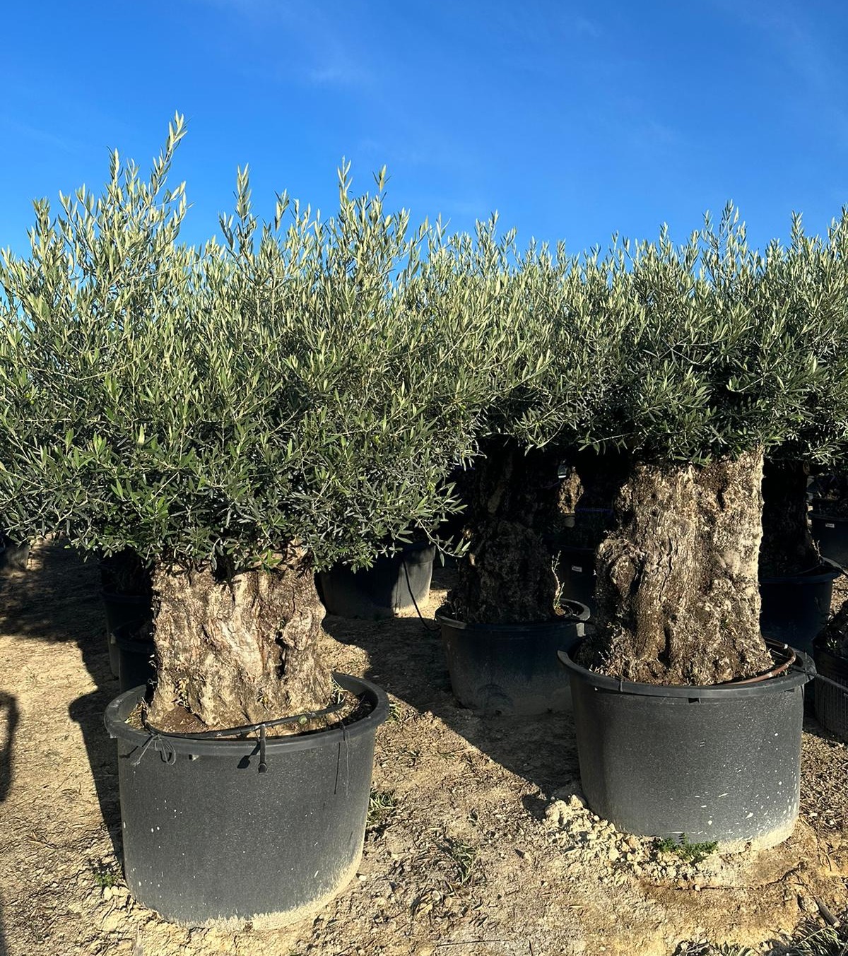 I -  OL EU 89 Olea Europaea Bonsai - 160/180 - 375L