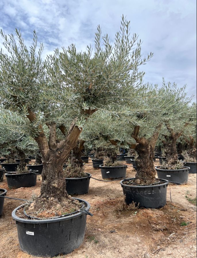 D - OL EU 43 Olea Europaea Branched - 70/100 - 230/285L