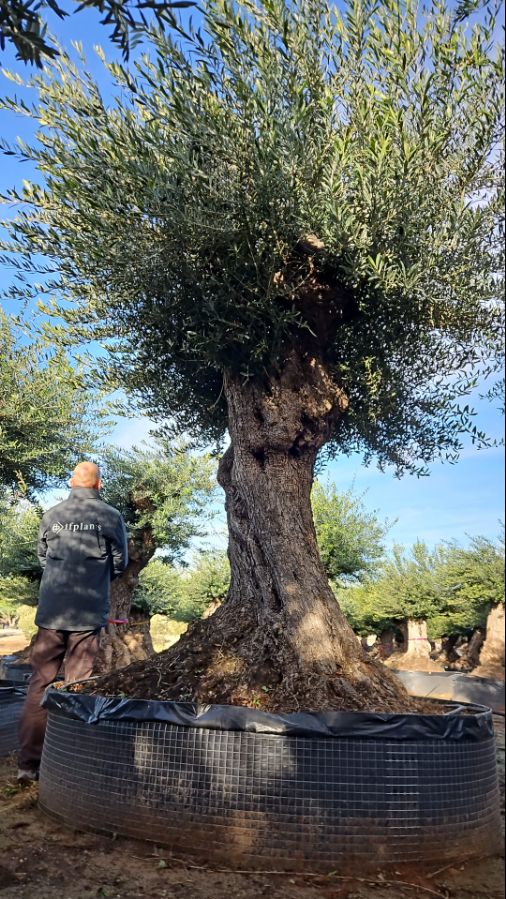 B - OL EU Olea Europaea Lechin - 150/200 - Netting 