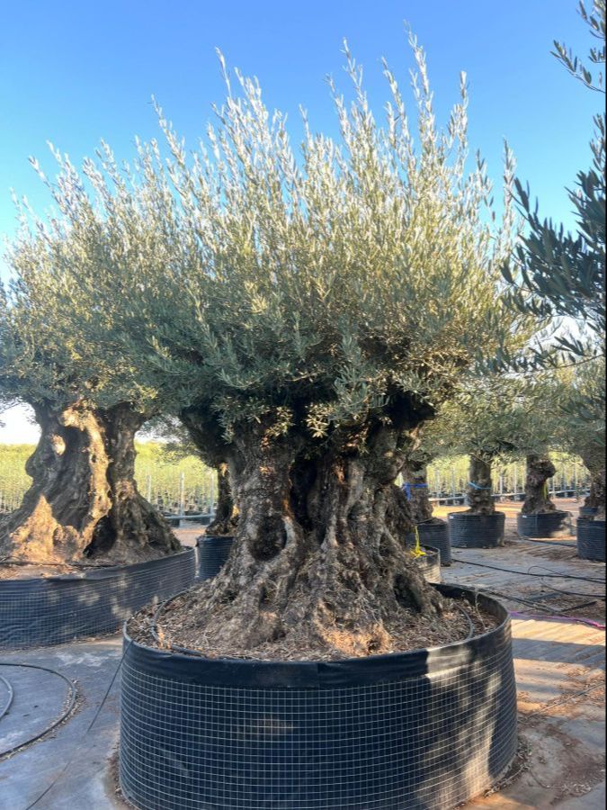 O - OL EU 5 Olea Europaea Bonsai - 250/300 - Netting