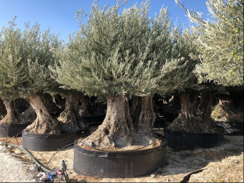 C - OL EU Olea Europaea Big Double Bonsai - Netting 