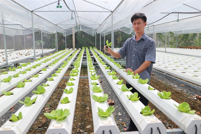 Vườn Thủy Canh 1000m2 Mỗi Ngày Cung Cấp 2 Tấn Rau Của Kĩ Sư Tin Học