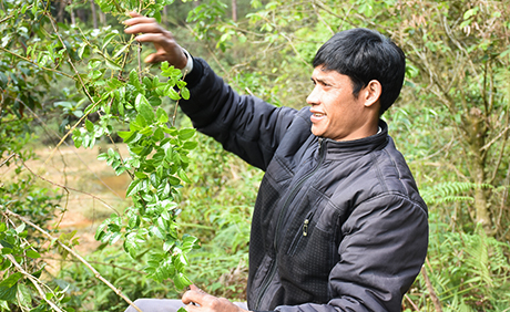 Loài Cây Dại Quý Hiếm Được Ví Như Thần Dược 