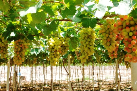 “Anh Khùng” Trồng Giống Nho Khổng Lồ, Cho Thu Trăm Triệu