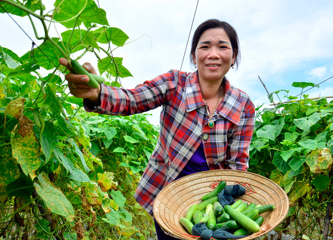 Bí Quyết Trồng Dưa Leo 