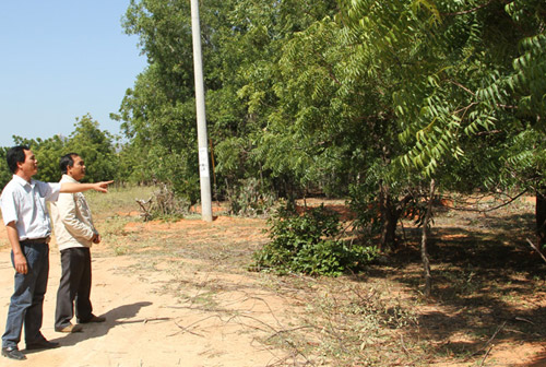 Mục Sở Thị Loài Cây “Đa Năng”, Có Sức Chịu Hạn Phi Thường