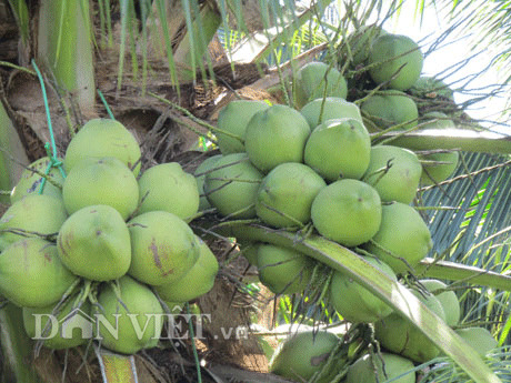 Cho Bưởi Da Xanh Xen Canh Dừa Dứa , Vườn Xanh, Quanh Năm Có Tiền