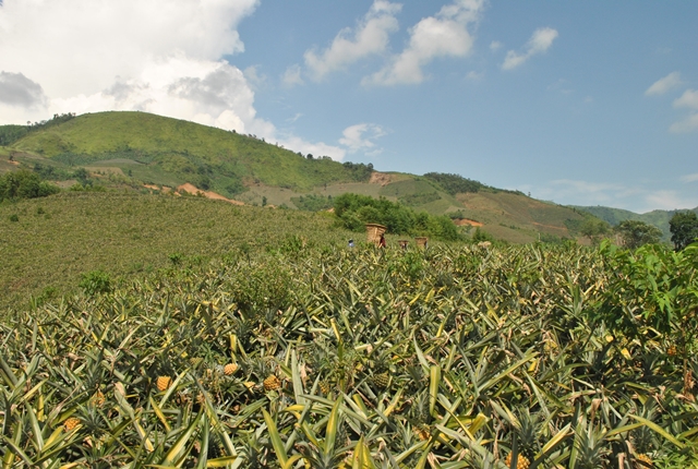Những Lù Cở Cao Hơn Đầu Người Ở “Vương Quốc” Quả Nghìn Mắt
