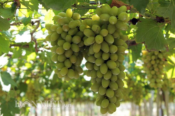 Thương Lái Chen Chân Tranh Mua Loại Nho 3 Màu Đặc Biệt Ở Ninh Thuận