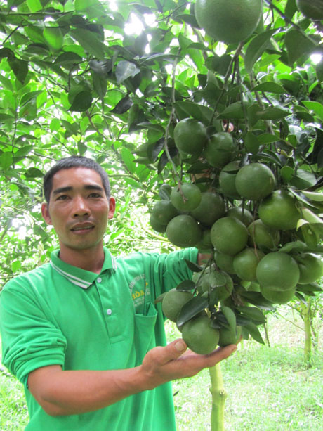 Đổi Đời Nhờ Kỳ Công Trồng Quýt Đường Trên Đất Phèn