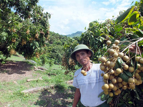 Đi Đâu Cũng Thấy Nhãn Sai Trĩu, Sơn La Rốt Ráo Giúp Dân Tiêu Thụ