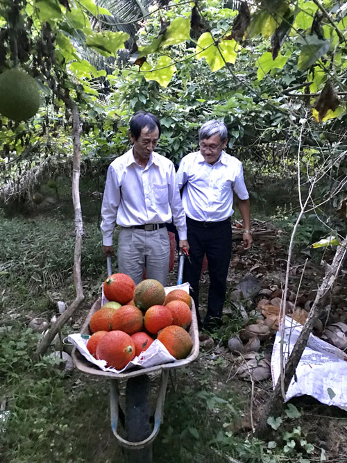 Gấc - Trái “Thiên Đường” Suýt Rơi Xuống Địa Ngục