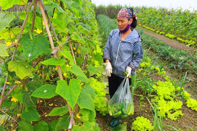 Tuân Thủ Trồng Rau Hữu Cơ “6 Không”, Nông Dân Sóc Sơn Thu Lãi Cao