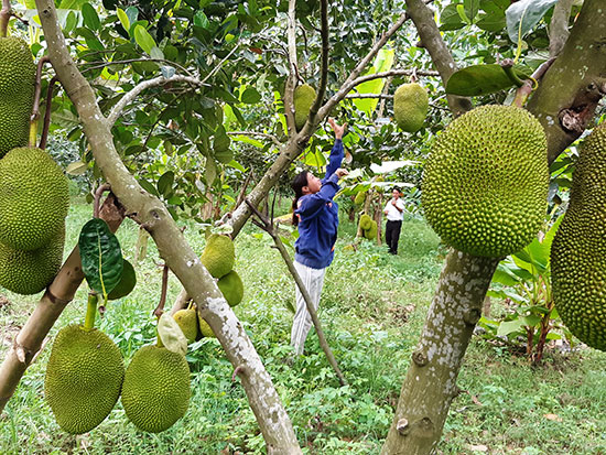 Quảng Nam: Biến Làng Xơ Xác Vì Bão Thành Vườn Cây Trái Xum Xuê