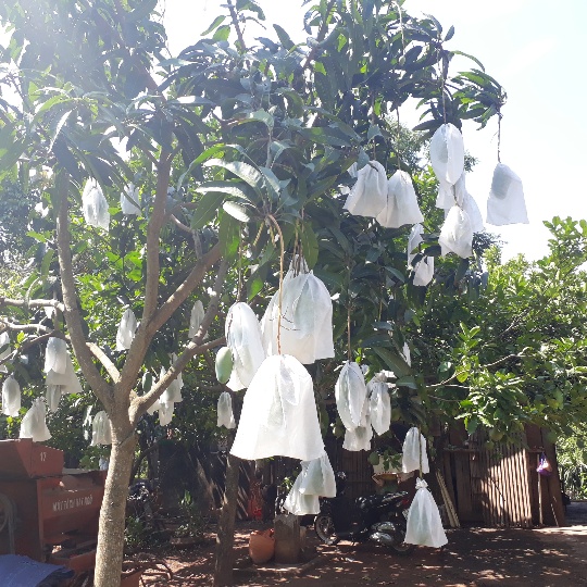 “Mặc Áo” Cho Xoài-Quả Đẹp, Da Bóng, Nhà Nông Kiếm Bộn Tiền