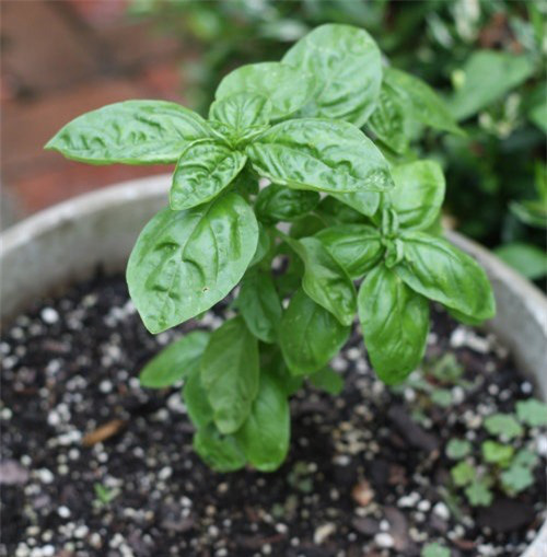 8 loại rau thơm chỉ trồng trong góc bếp cũng “lớn nhanh như thổi”