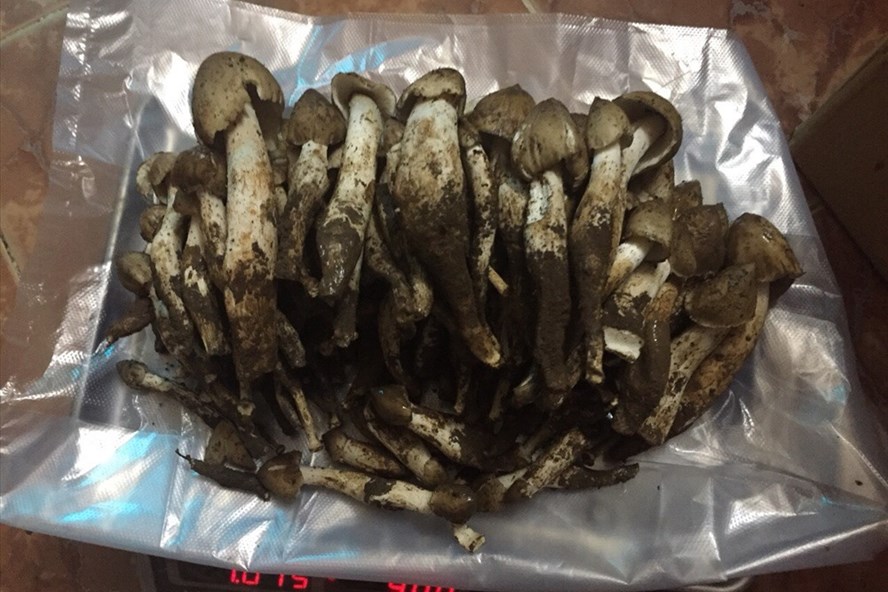 Nấm Mối Dính Đầy Đất, Giá 800.000 Đ/Kg, Muốn Mua Vẫn Phải Xếp Hàng