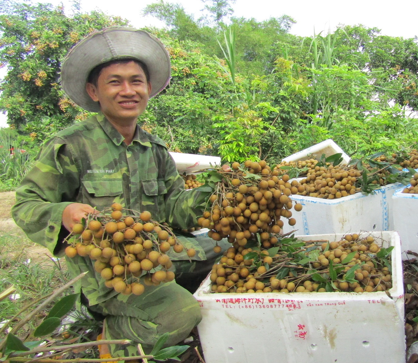 Nhãn Sai Lúc Lỉu, Sơn La, Hưng Yên Rốt Ráo Lên 